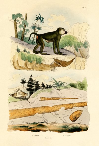 Baboon, 1833-39 by French School